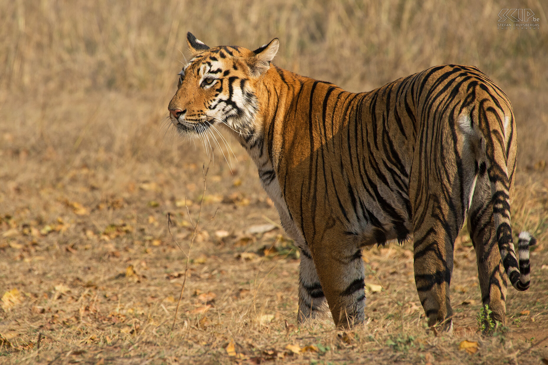 Tadoba - Tigress We saw the Bengal tigress walking away back into the jungle.<br />
<br />
At that time she was called P2 but a naturalist guide in Kabini told me recently that this tigress is now called Maya and she is the reigning queen of Pandharpauni (Tadoba). She had 2 cubs in 2013 and 3 cubs in 2015. Stefan Cruysberghs